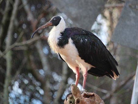 Free Bird Wildlife photo and picture