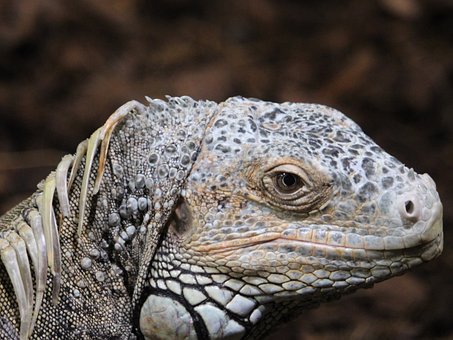 Free Reptile Eye photo and picture