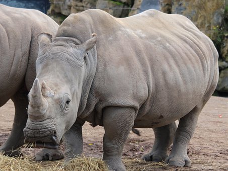 Free Rhinoceros Mammal photo and picture