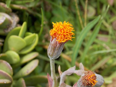 Free Flower Orange photo and picture