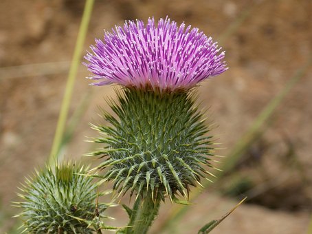 Free Bull Thistle Flower Background photo and picture