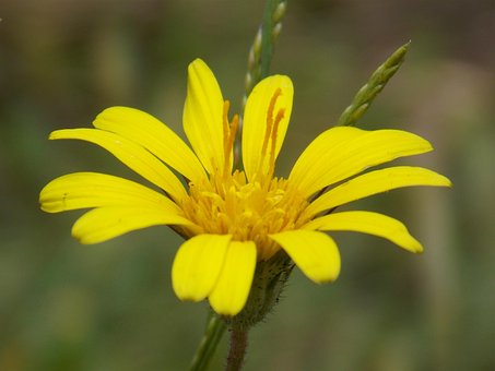 Free Flower Yellow photo and picture