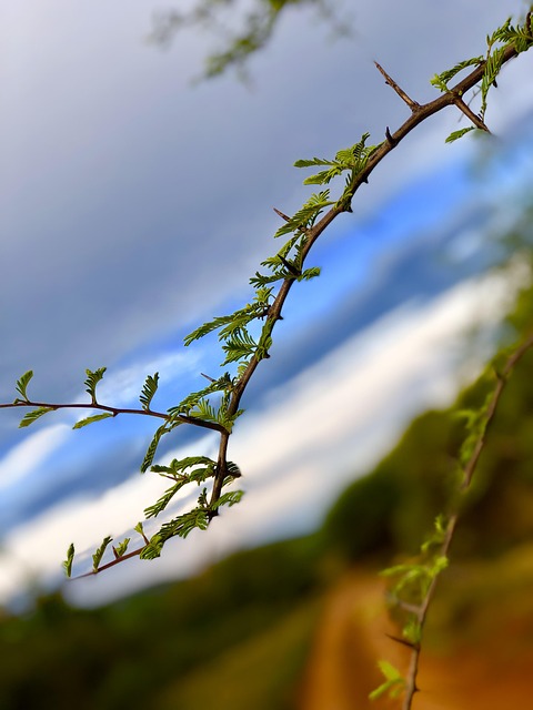 Free Thorns Africa photo and picture