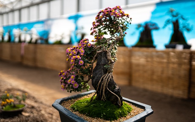 Free Flowerpot Chrysanthemum photo and picture