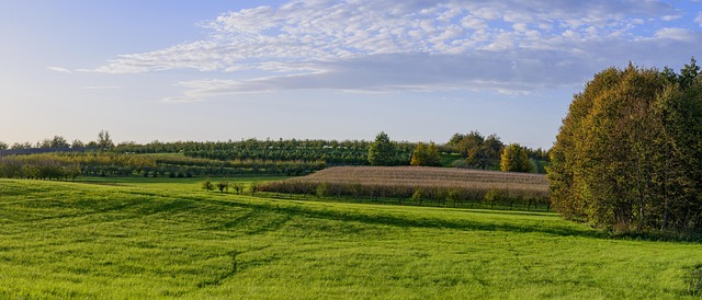 Outono, Queda, Céu, Panorama, Floresta