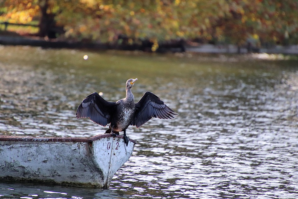 Cormoran Oiseaux De Mer Photo Gratuite Sur Pixabay