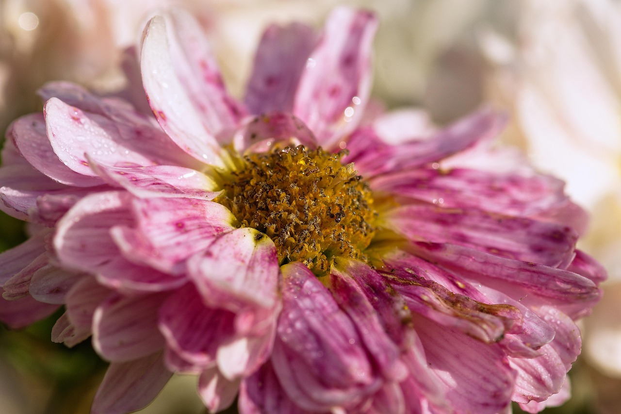 Aster - free online jigsaw puzzle photo