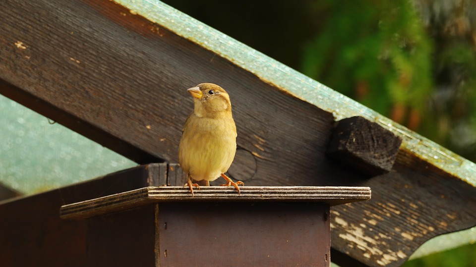 Fringuello Femmina Bird Foto Gratis Su Pixabay