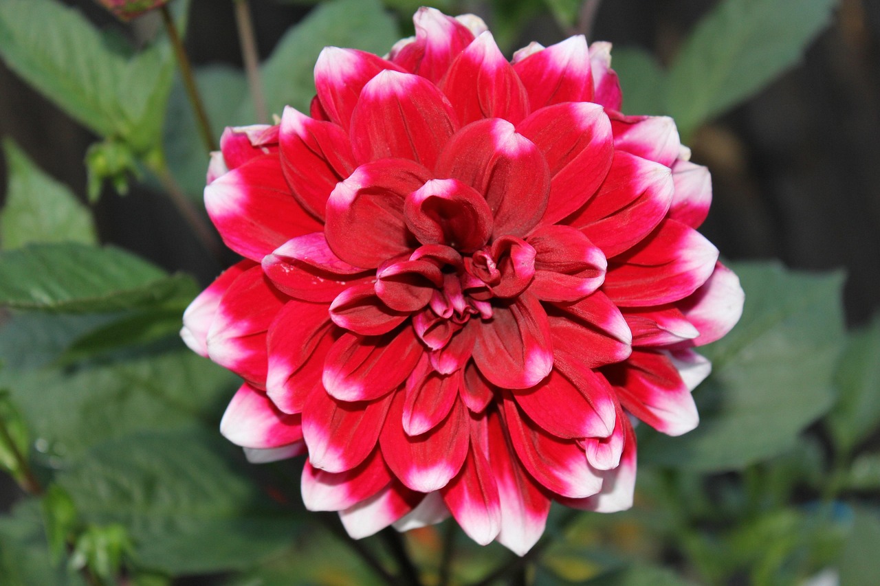 Dahlia In Bloom Scan Vf