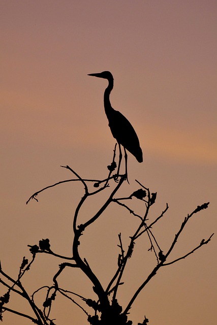 Free Heron Nature photo and picture