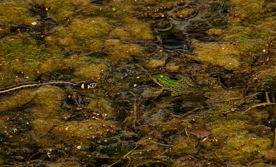 Frosch, Schlange, Wasser, Natur