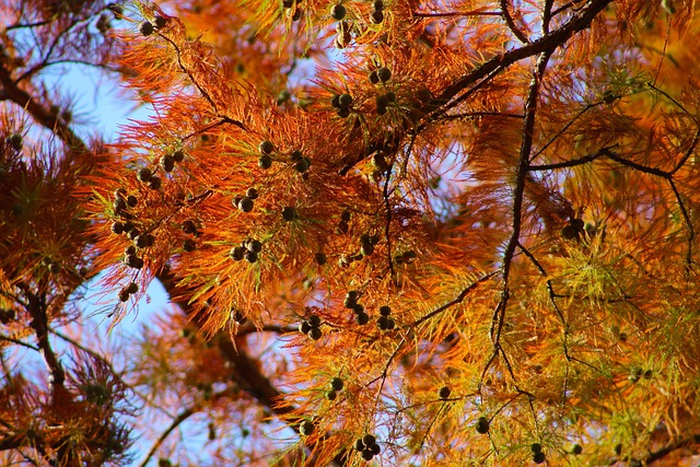 Free Tree Branches photo and picture