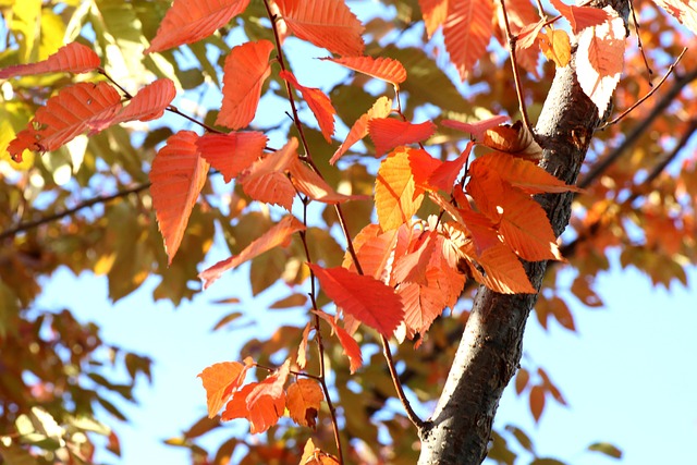 Herfst, Autumn Leaves, Boom, Natuur