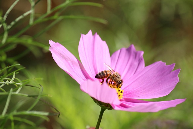 Kosmos, Bloem Achtergrond, Bee