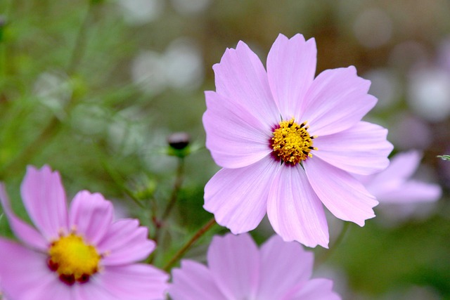 Kosmos, Bloem, Herfst, Bloem Achtergrond