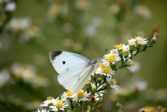 Vlinder, Natuur, Mooie Bloemen