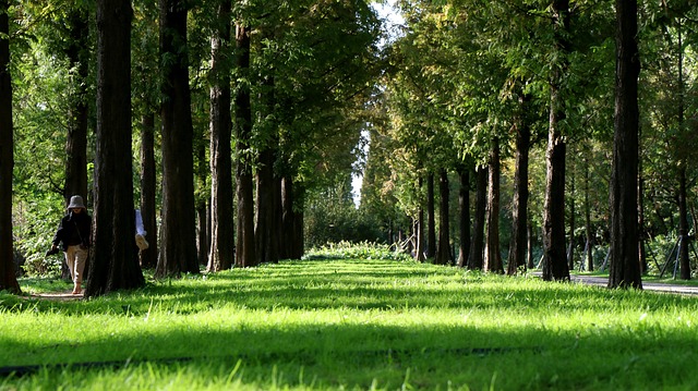 Forest, Gras, Natuur, Green, Landschap