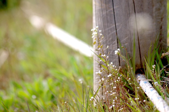 Natuur, Plant, Bloem, Mooie Bloemen