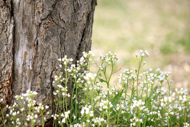 Boom, Bloem, Bloem Behang, Plant, Natuur