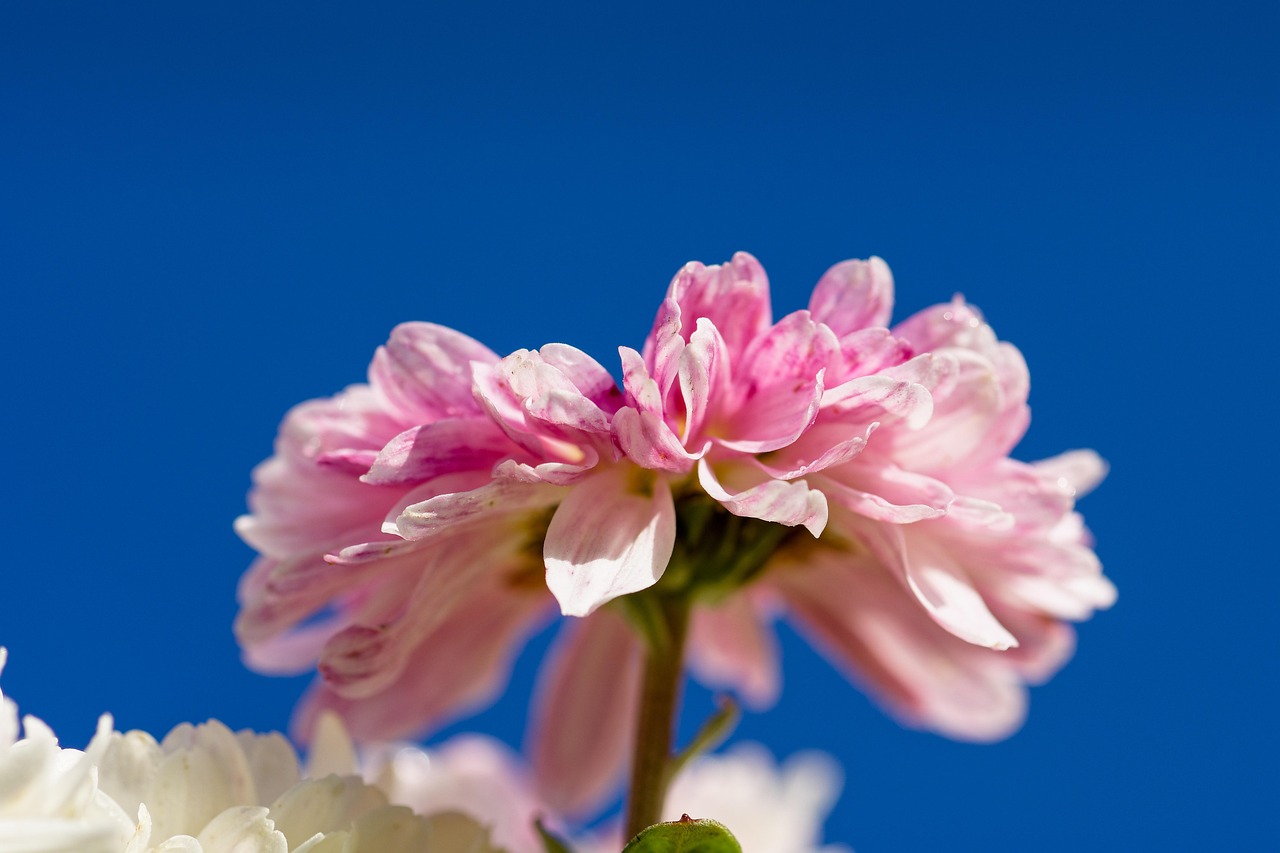 Aster - free online jigsaw puzzle photo