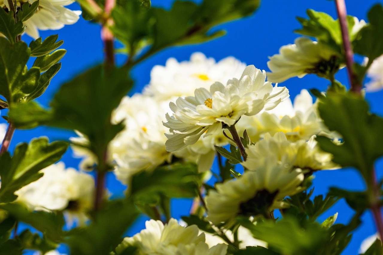 Aster - free online jigsaw puzzle photo