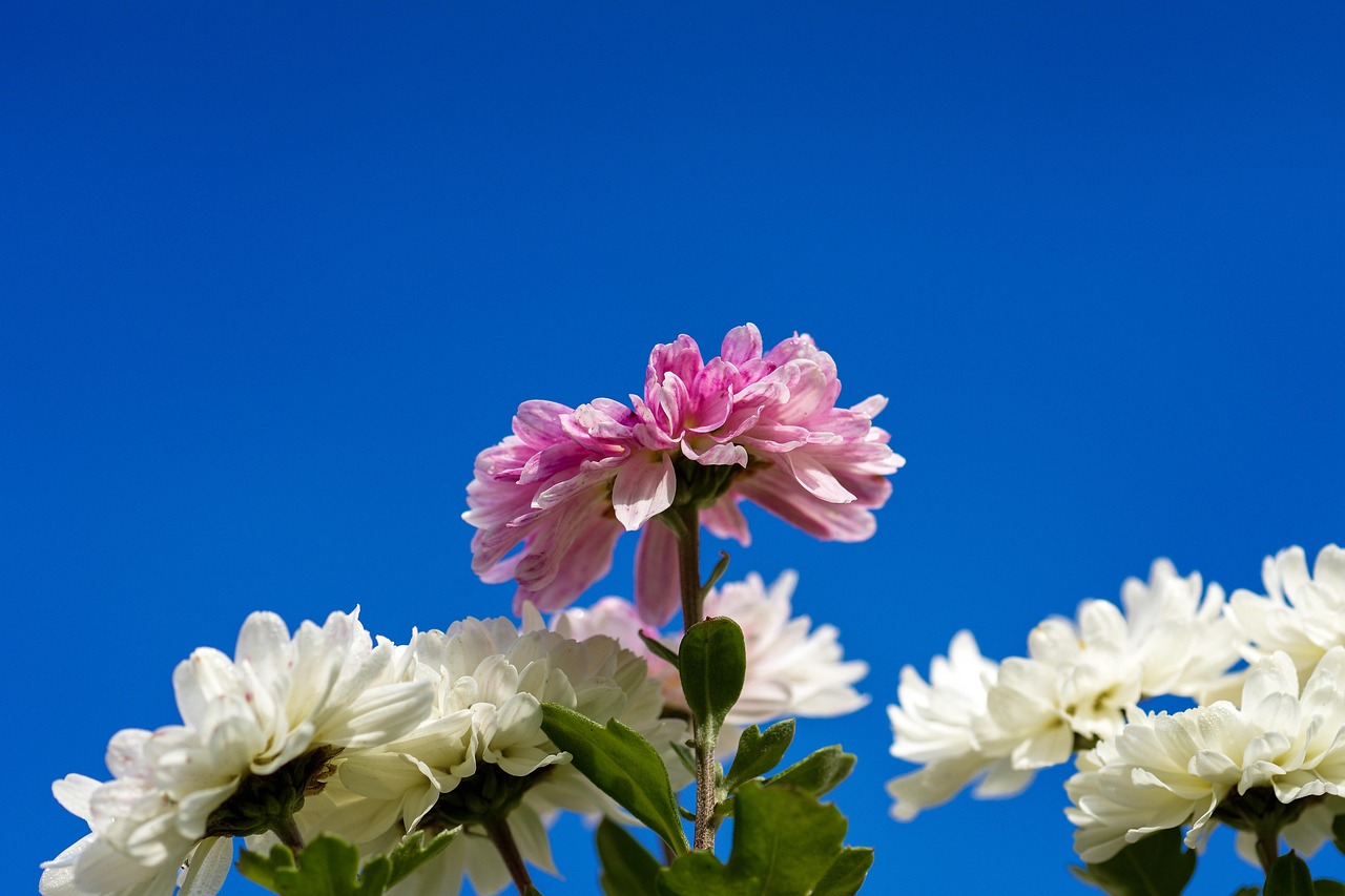 Aster - free online jigsaw puzzle photo