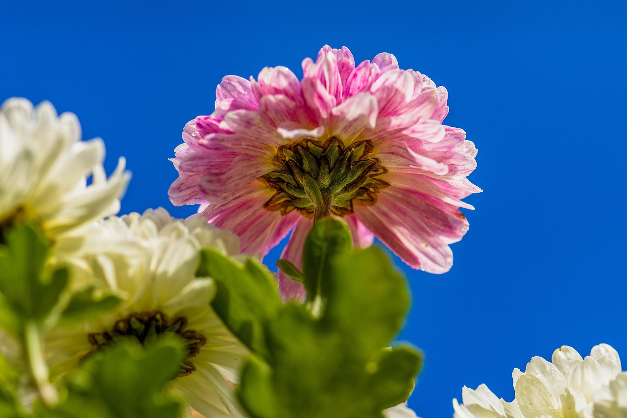 Aster - free online jigsaw puzzle photo