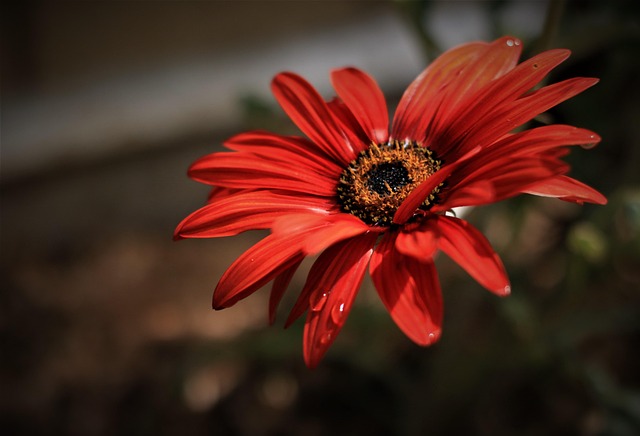 Free Flower Red photo and picture