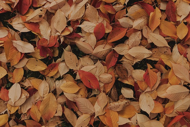 Free Fall Leaves photo and picture