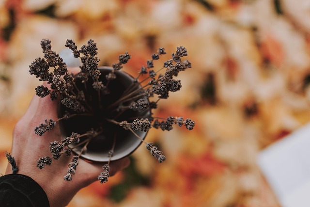 Free Fall Leaves photo and picture