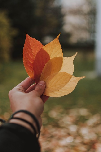 Free Fall Leaves photo and picture