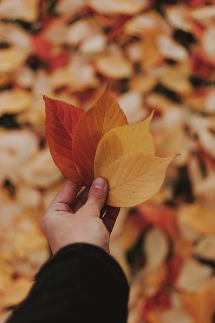 Free Fall Leaves photo and picture