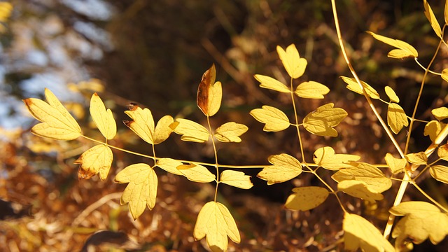 Natur, Efterår, Skov, Landskab, Blade