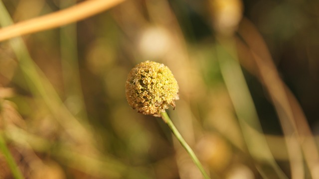 Natur, Efterår, Skov, Landskab, Oktober