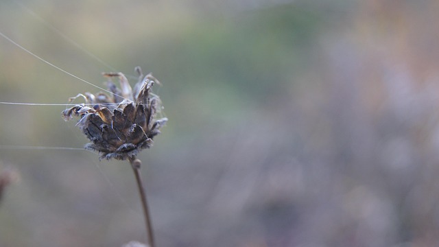 Natur, Efterår, Skov, Landskab, Oktober