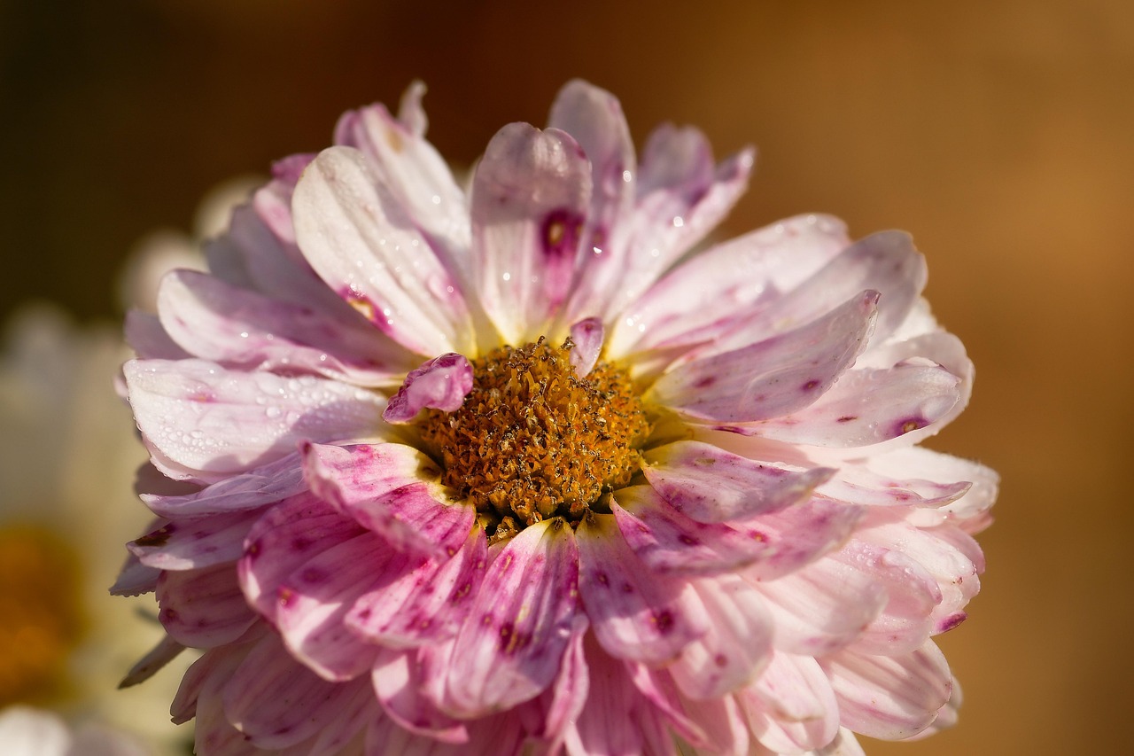 Aster - free online jigsaw puzzle photo