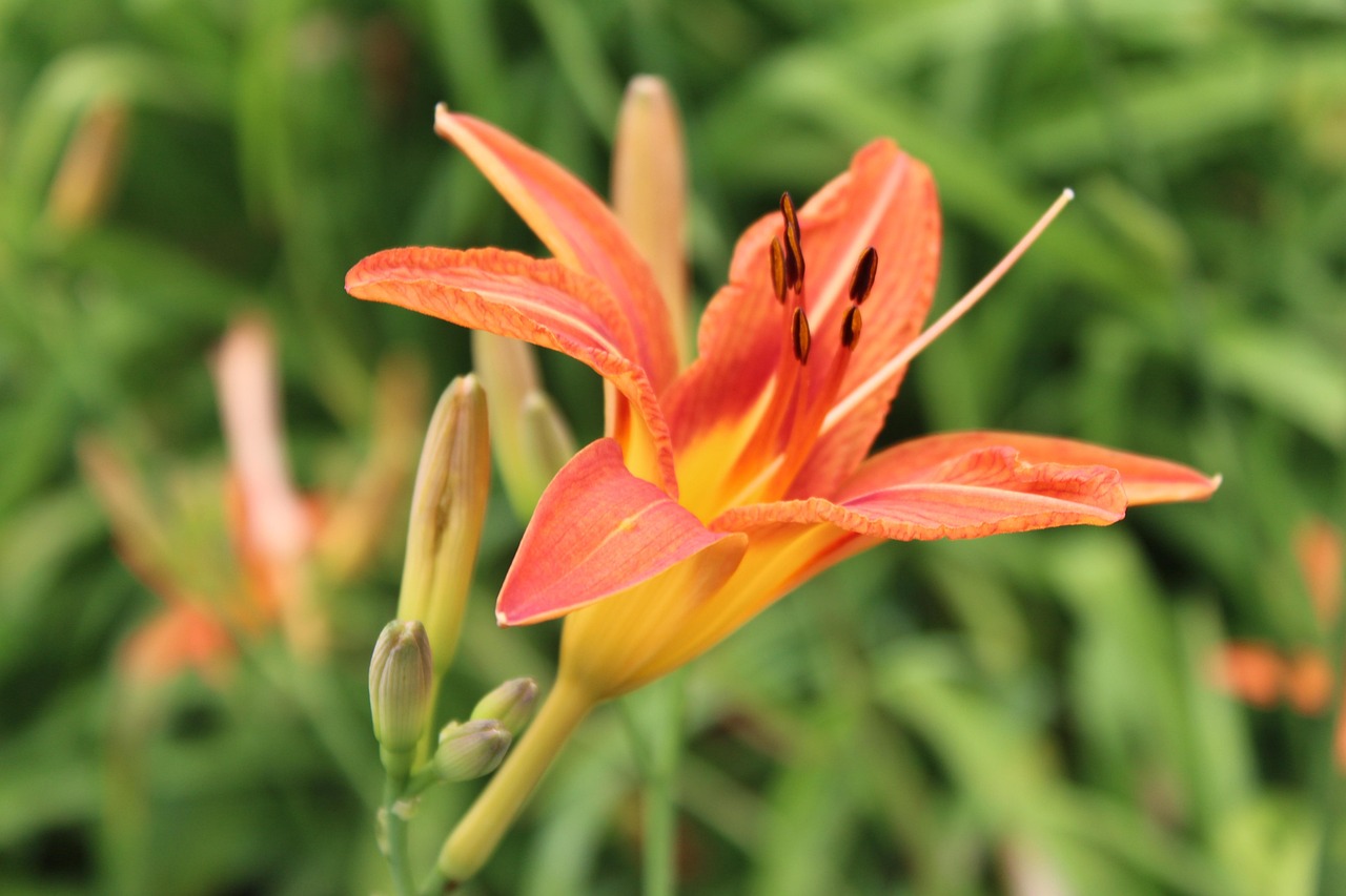 黄花菜 开花 芽 - Pixabay上的免费照片 - Pixabay