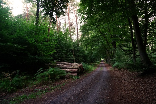 Free Woods Hohe Mark photo and picture