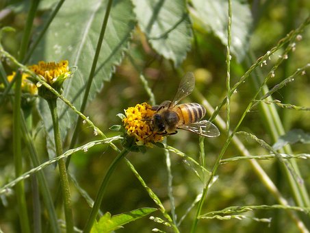 Free Bee Blackjack photo and picture