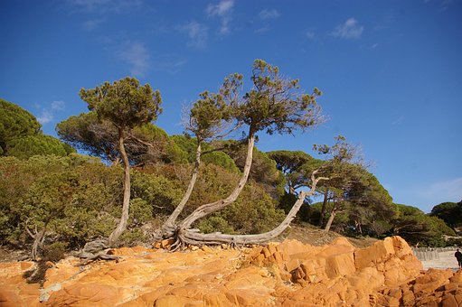 Free Corsican Sea photo and picture