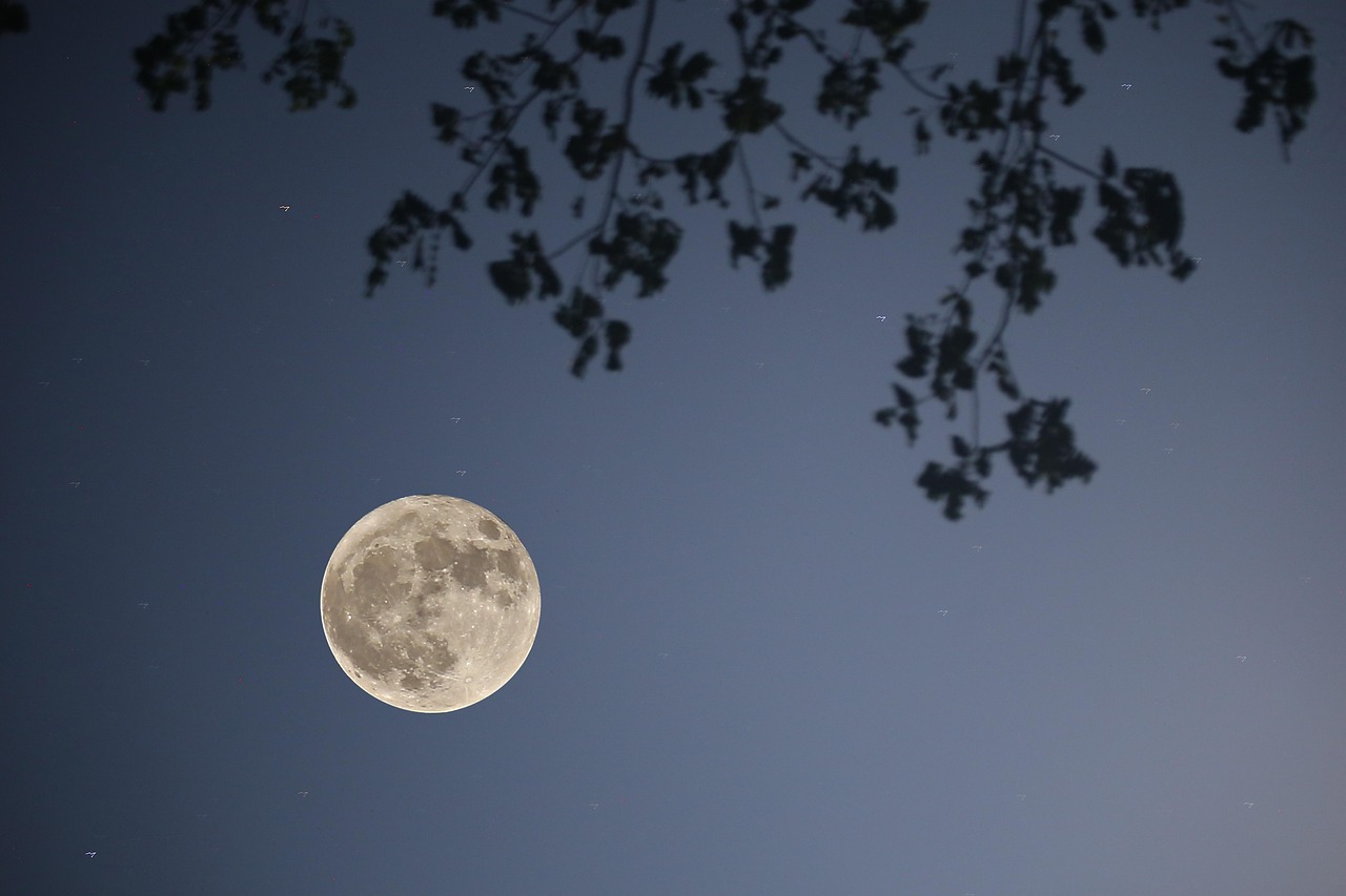 月 夜 葉っぱ - Pixabayの無料写真 - Pixabay
