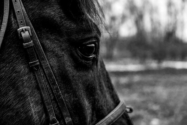 Pferd, Auge, Tier, Porträt, Augen, Natur