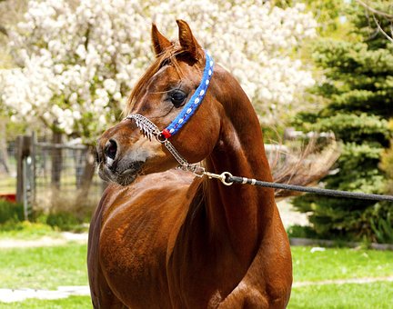 Free Horse Arabian photo and picture