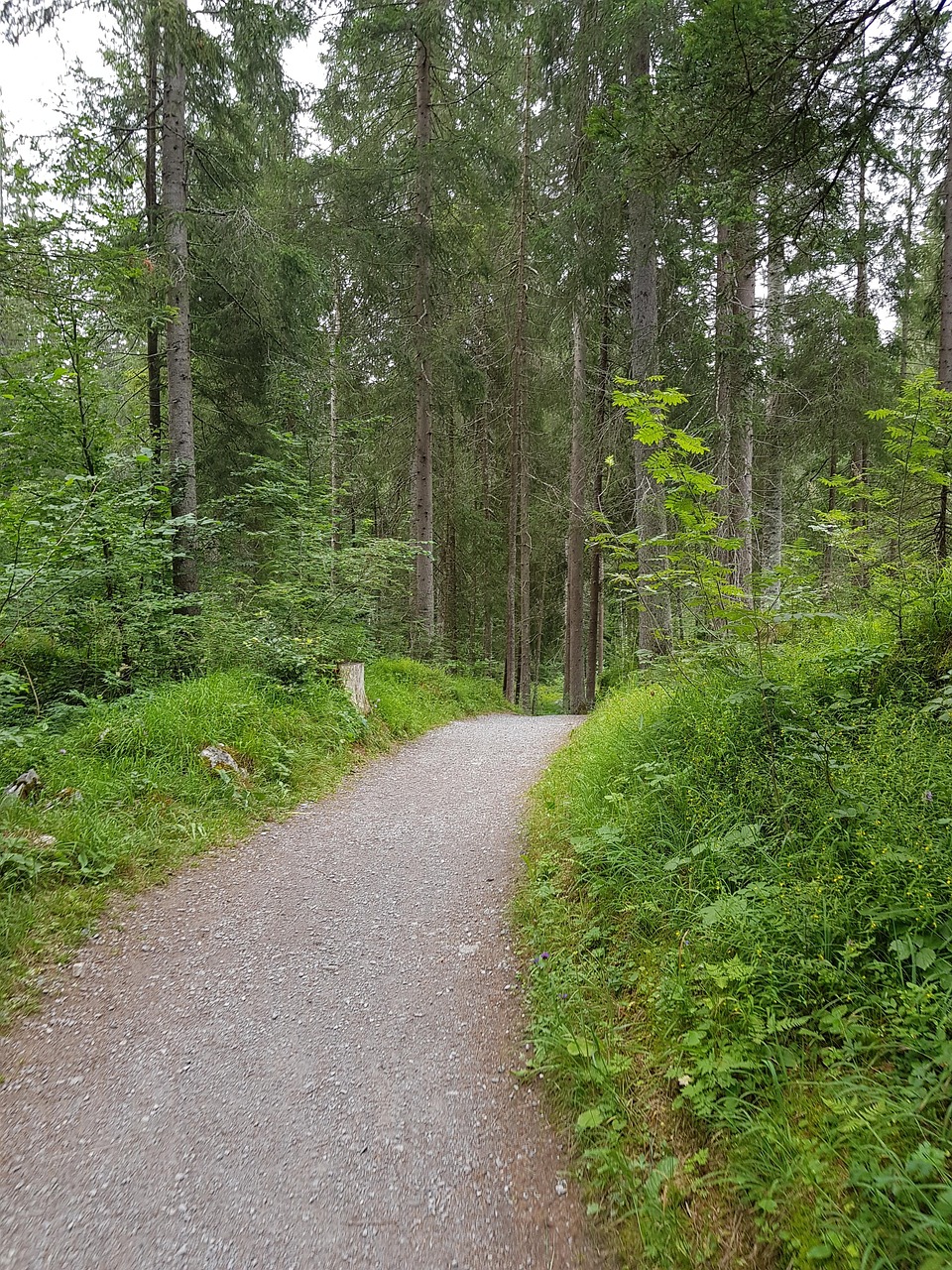 Free Path Forest Path photo and picture