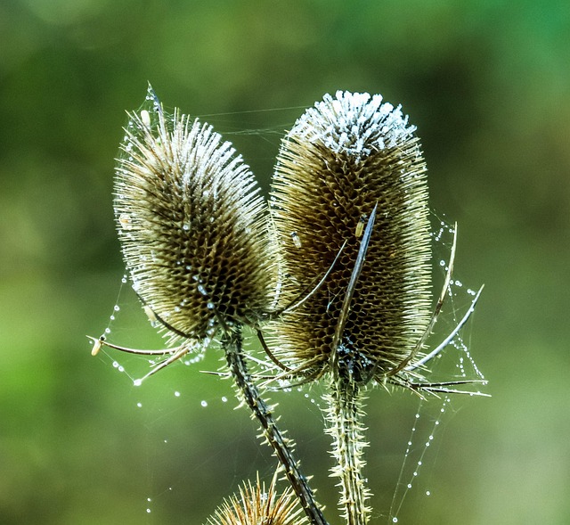 Wilde Karde, Pflanze, Frost, Natur, Tau