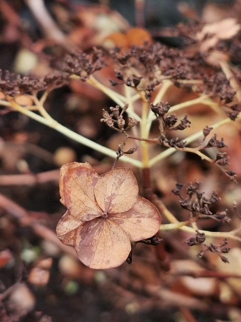 Free Autumn Autumn Colors photo and picture