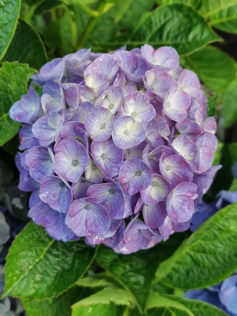Free Flower Hydrangea photo and picture