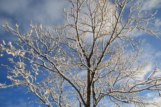 Free Winter Nature photo and picture