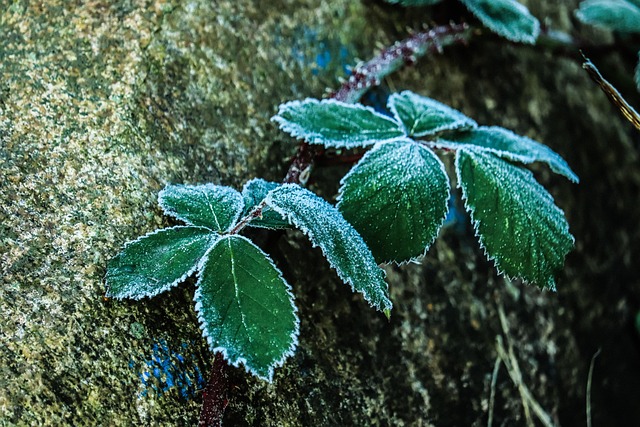 Stein, Wilde Beere, Frost, Natur