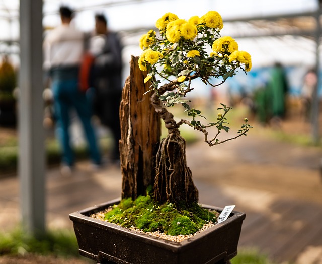 Free Flowerpot Chrysanthemum photo and picture